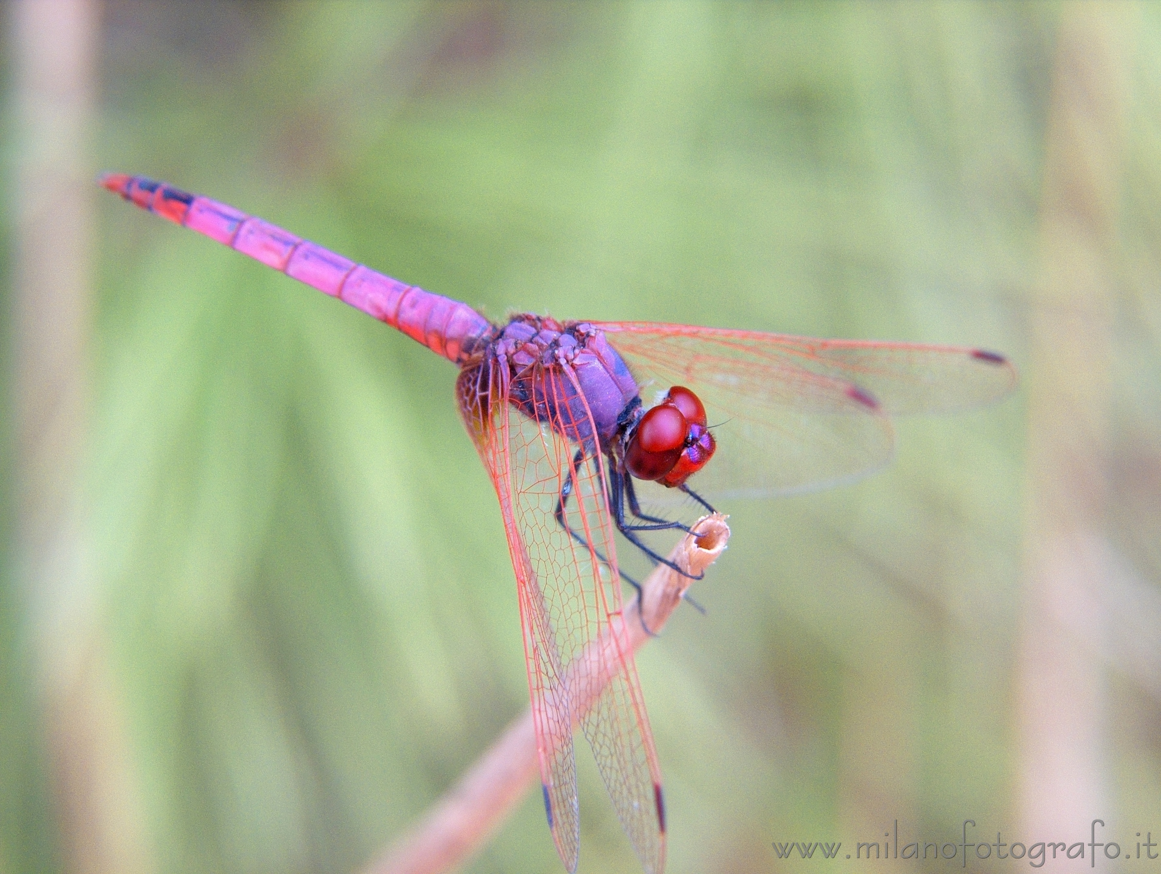 Otranto (Lecce, Italy) - Male Trithemis annulata